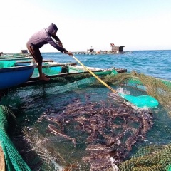 Lãi hàng trăm triệu đồng từ nuôi cá bớp lồng bè trên đảo Lý Sơn